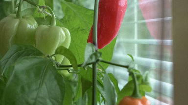 Odla chili peppar hydroponiskt