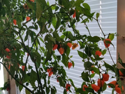 Chili plant in window