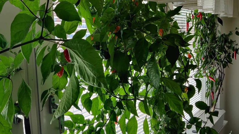 My hydroponic chili farming 2023
