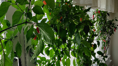 Odla chili peppar hydroponiskt (2023)