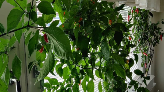 Grow chili peppers hydroponically (2023)