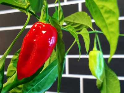 The ghost pepper wakes up in November