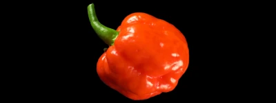 Trinidad Scorpion