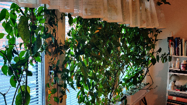 Odla chili peppar hydroponiskt (2024)